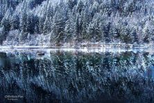 snow forest reflection.jpg